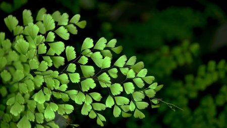 Папоротник адиантум