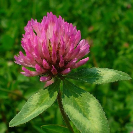Красный Клевер Trifolium pratense