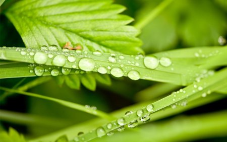 Растения макро