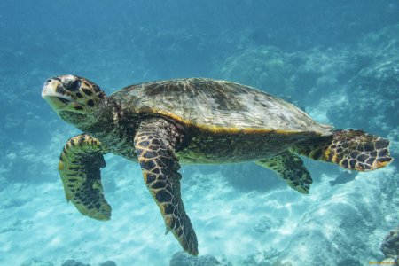Морская черепаха с черепашками
