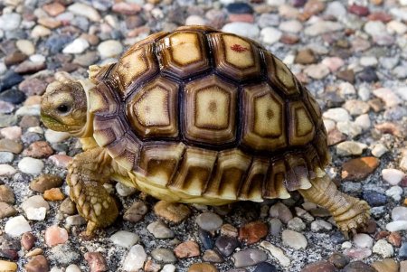 Капская крапчатая черепаха