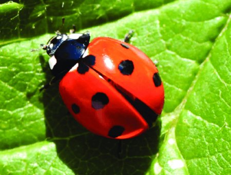 Жук Божья коровка