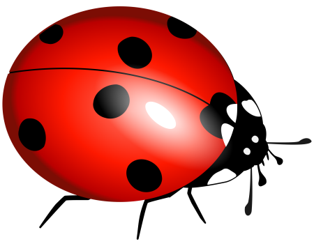 Ladybug Божья коровка