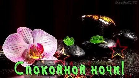 Спокойной ночи с орхидеями