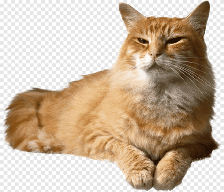 Кот на прозрачном фоне