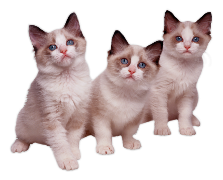 Кошка на прозрачном фоне