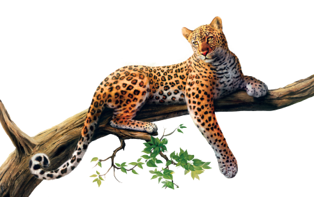 Леопард на белом фоне