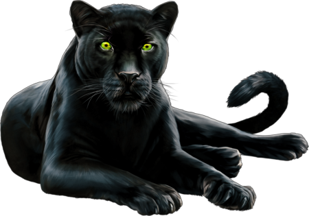 Пантера на белом фоне