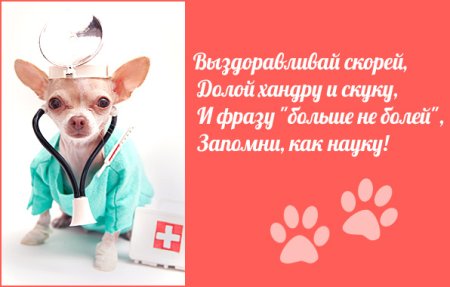Выздоравливай собачка