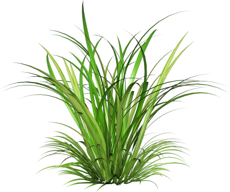 Cymbopogon martinii