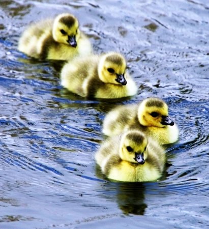 Маленькие утята