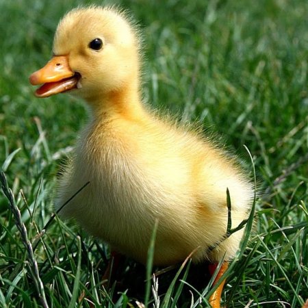 Утка желтая