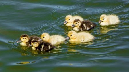 Птенцы уток