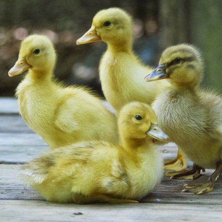 Порода уток муларды