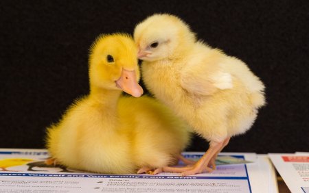 Цыплята гусянята УЦЯТА