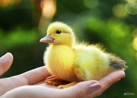 Милый утенок