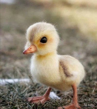 Гусенок птенец