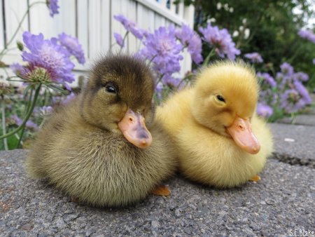 Уточка Живая