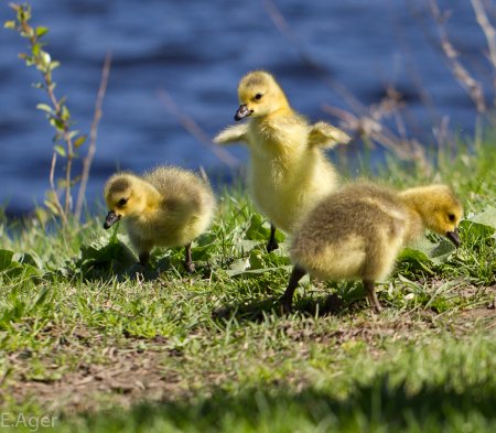Цыплята утята гусята