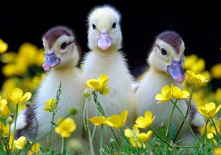 Красивые гусята