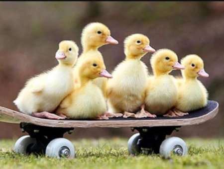 Милые цыплята и утята