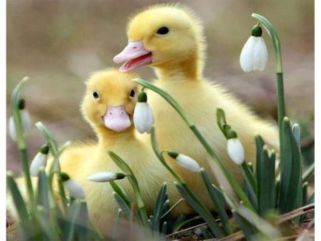 Красивые утята