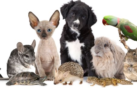 Домашние питомцы для детей