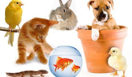 Домашние любимцы