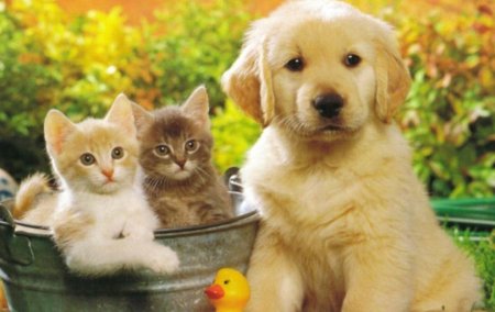 Милые котята и щенки