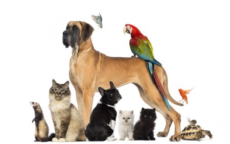 Передержка животных