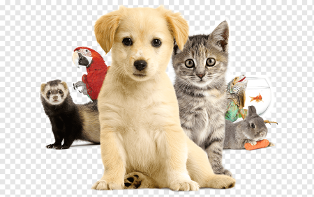 Питомцы домашние животные