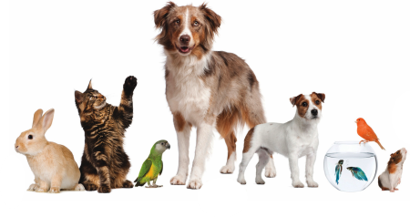 Домашние животные без фона