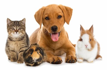 Щенок и котенок