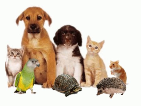 Много домашних животных