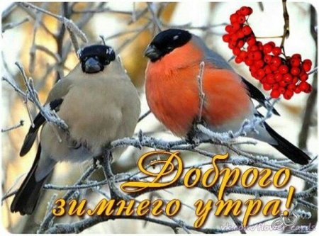 Доброго зимнего утра с птичками