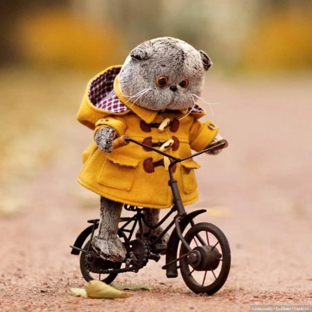 Басик на прогулке