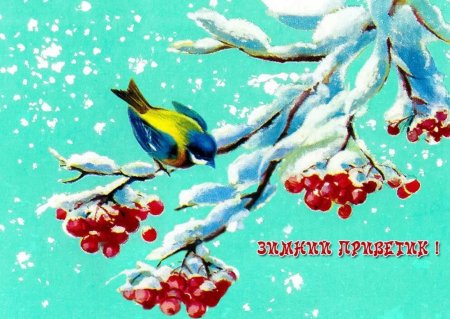Доброго дня зима птицы