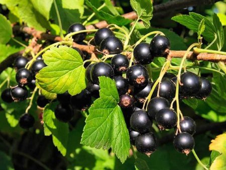 Смородина черная – ribes nigrum