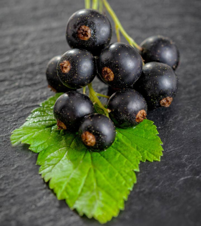 Black Currant черная смородина