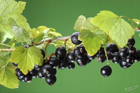 Смородина Титания (с3) черная