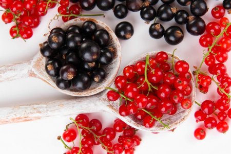 Черная и красная смородина
