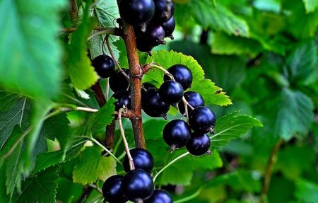 Смородина черная (ribes nigrum l.)