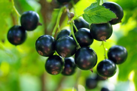 Смородина черная (ribes nigrum l.)