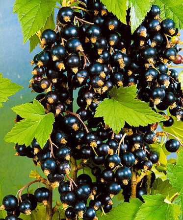 Смородина чёрная