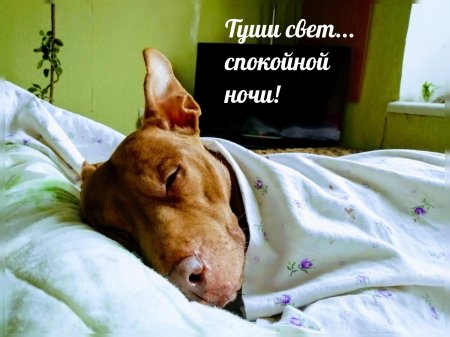 Спокойной ночи прикольные