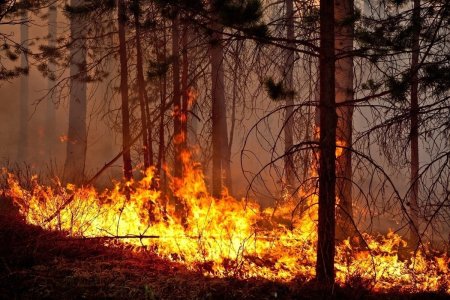 Карелия пожары Лесные 2021
