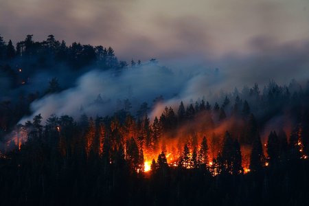 Горящий лес вид сверху