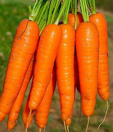 Морковь Аурентина
