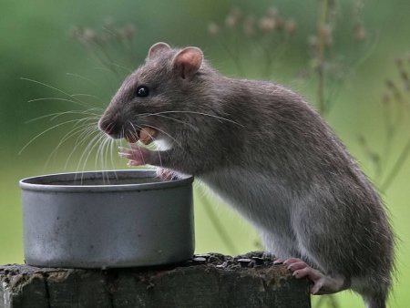 Серая крыса Rattus norvegicus