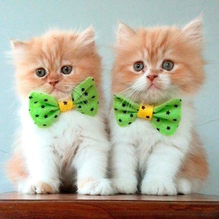 Доброе утро котенок